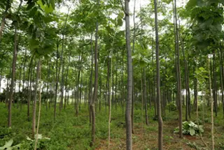 Miyawaki Forest